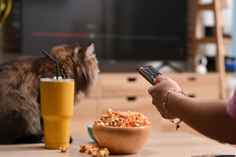 Kot ogląda telewizję – jak dla niego wygląda i dlaczego to robi?
