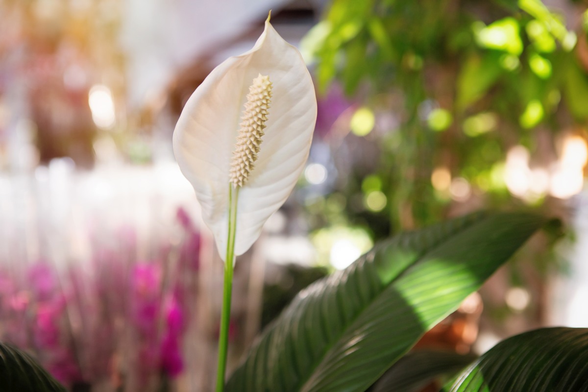 rośliny oczyszczające powietrze z toksyn
